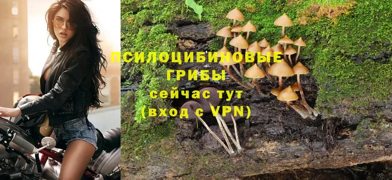 Галлюциногенные грибы Psilocybine cubensis  Адыгейск 